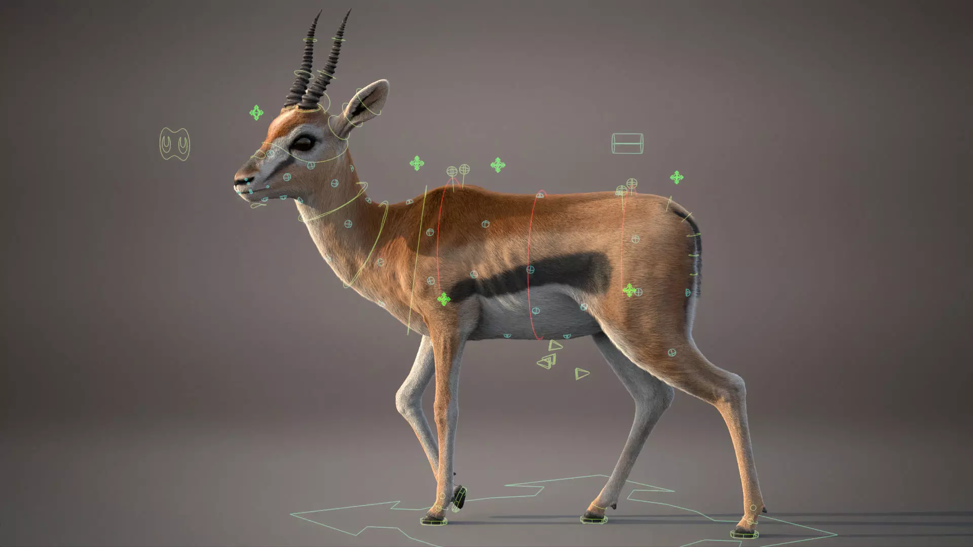 Gazelle Xgen Rigged 3D model_3