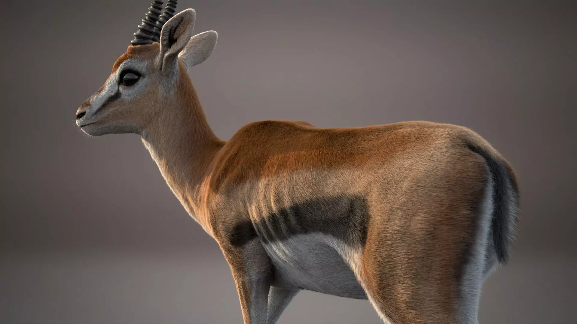 Gazelle Xgen Rigged 3D model_5