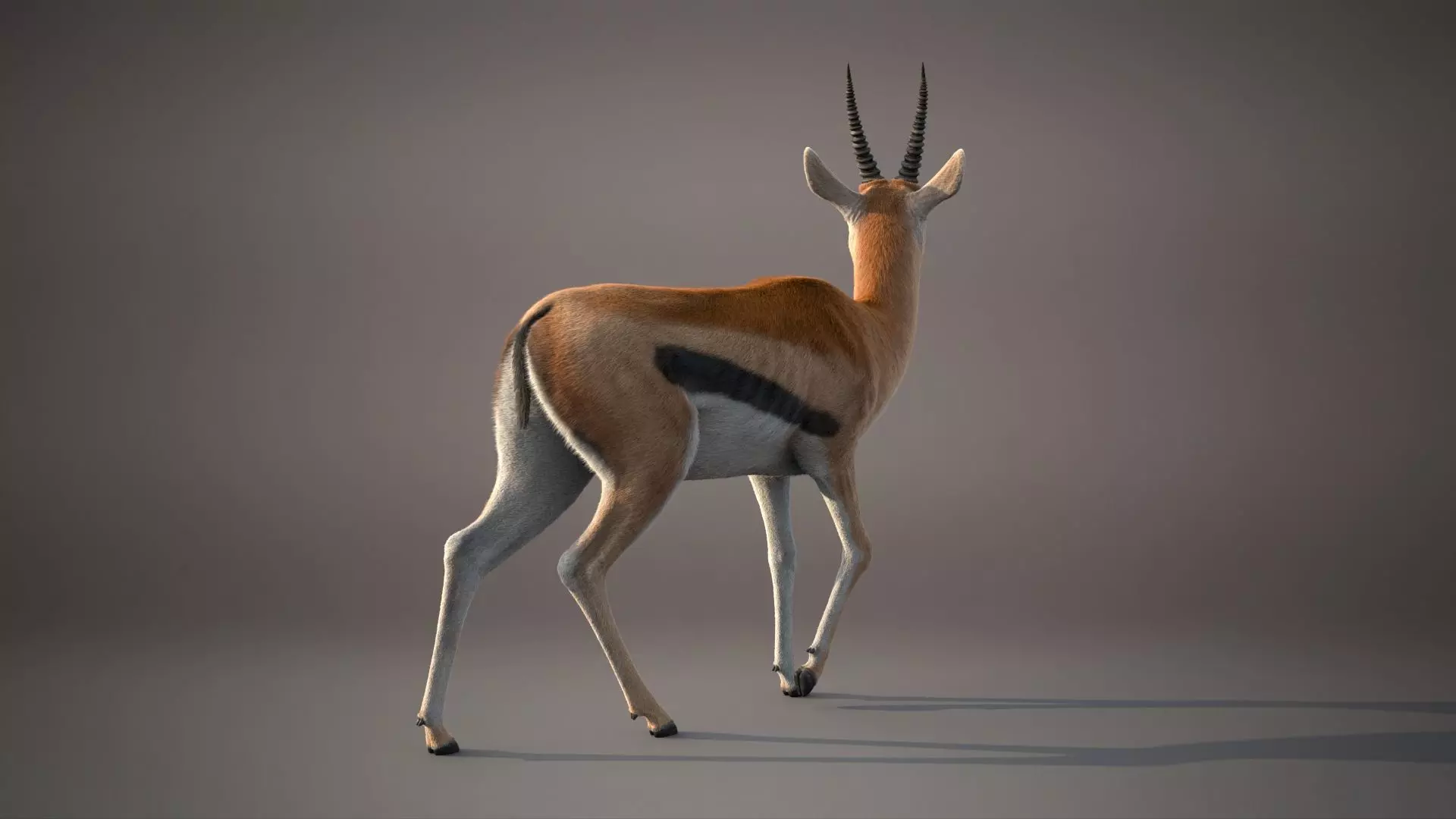 Gazelle Xgen Rigged 3D model_9