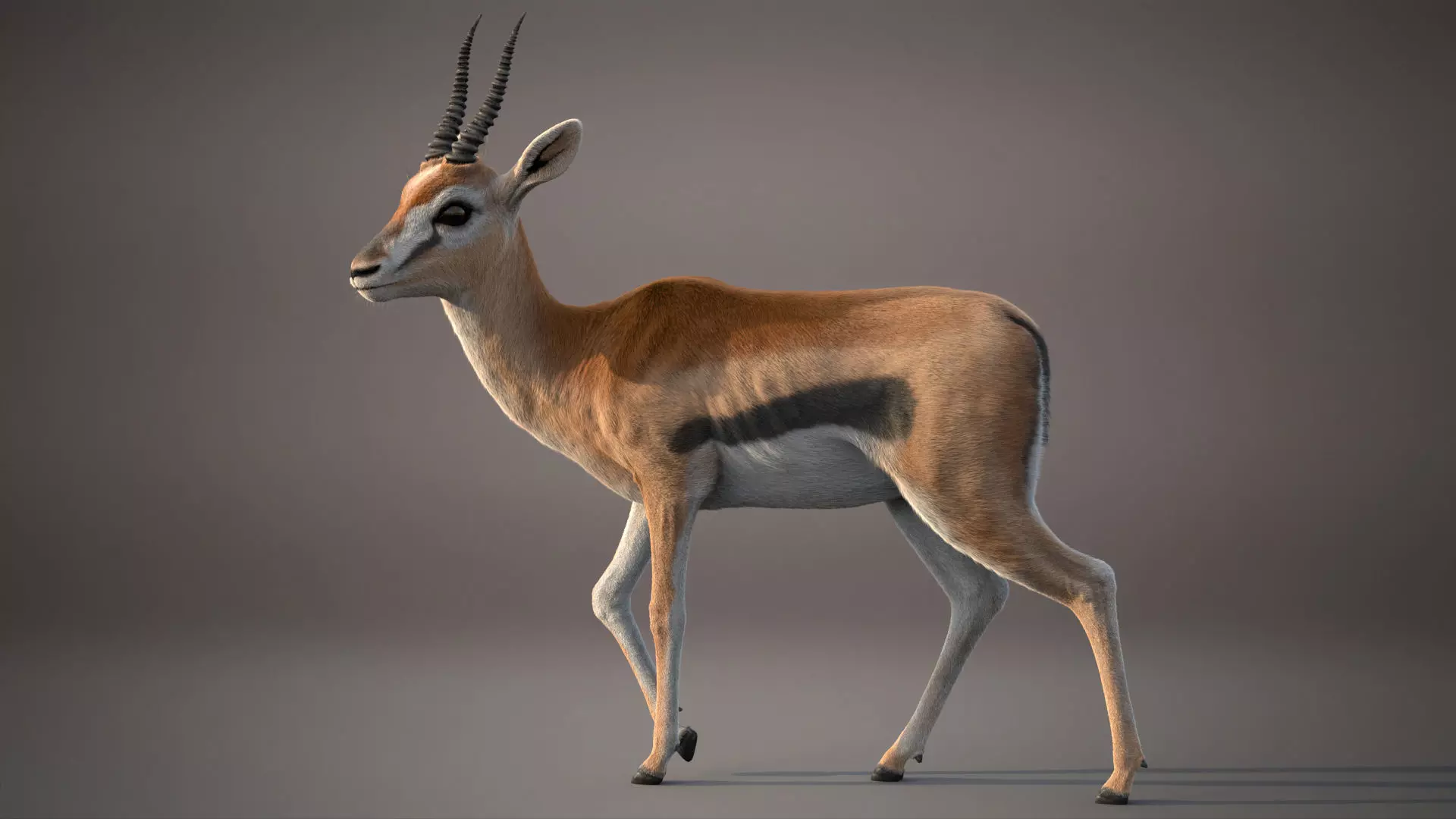 Gazelle Xgen Rigged 3D model_2
