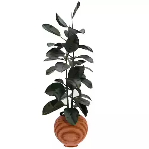 plantssetficus 