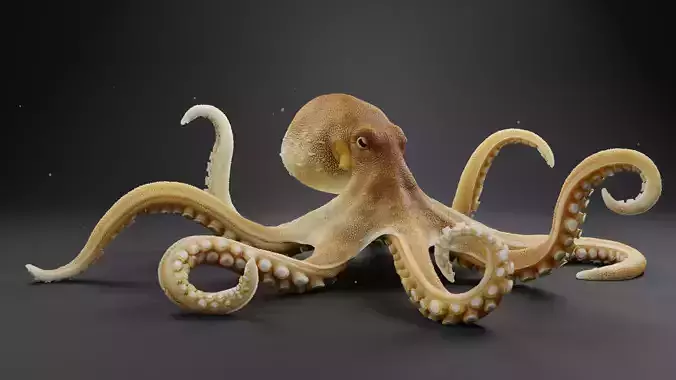 OCTOPUS