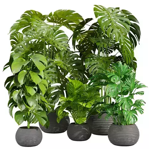 Collection plant vol 670 - monstera - deliciosa - madison 3D model