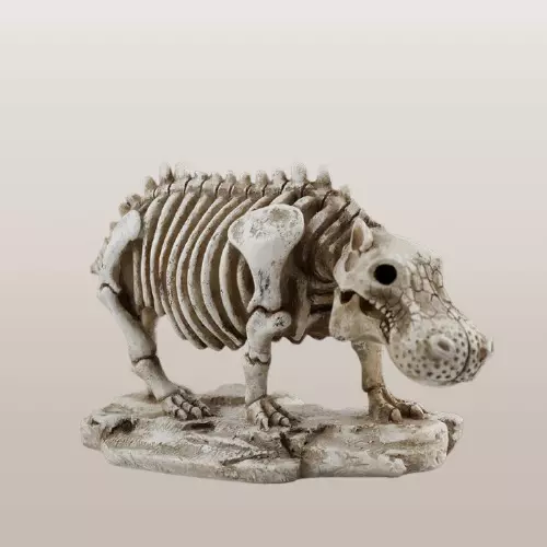 Hippo Skeleton Escultura 3D print model
