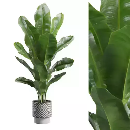 Strelitzia Reginae Pattern Pot 3D model