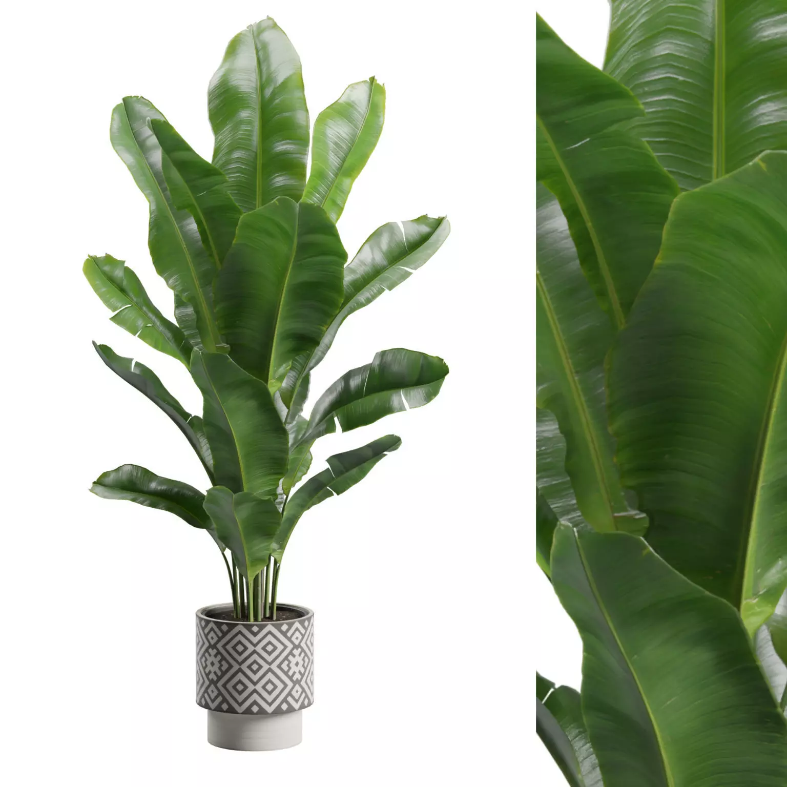 Strelitzia Reginae Pattern Pot 3D model