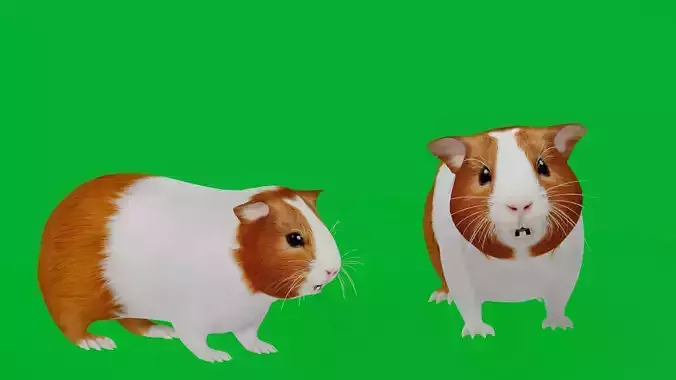 American Guinea Pig