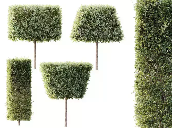 AV Plants Bush Ficus Concinna Bonsai Pruned Version12