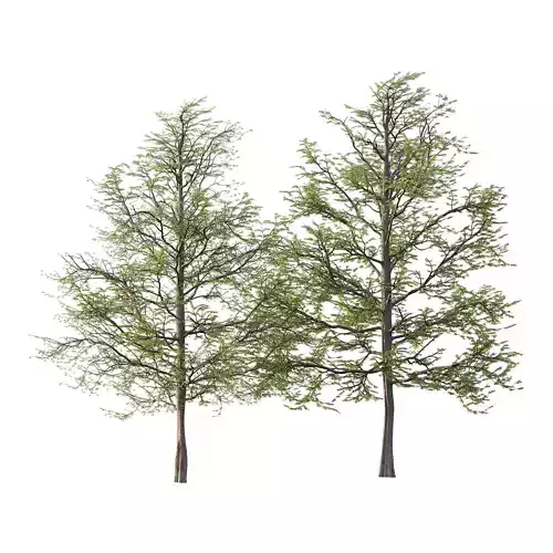 Mountain Ash Tree 15