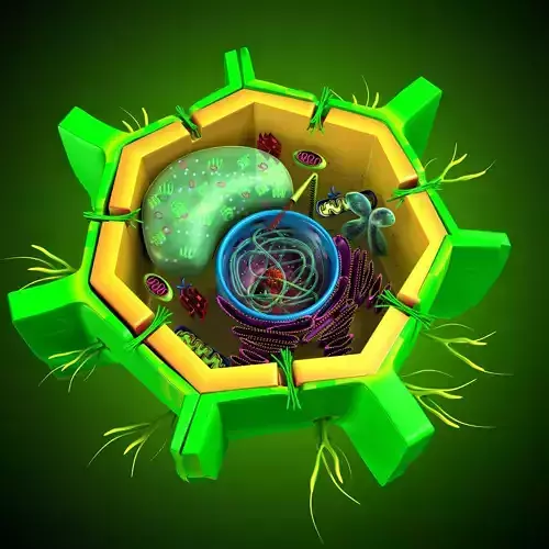 Plant cell structure anatomy