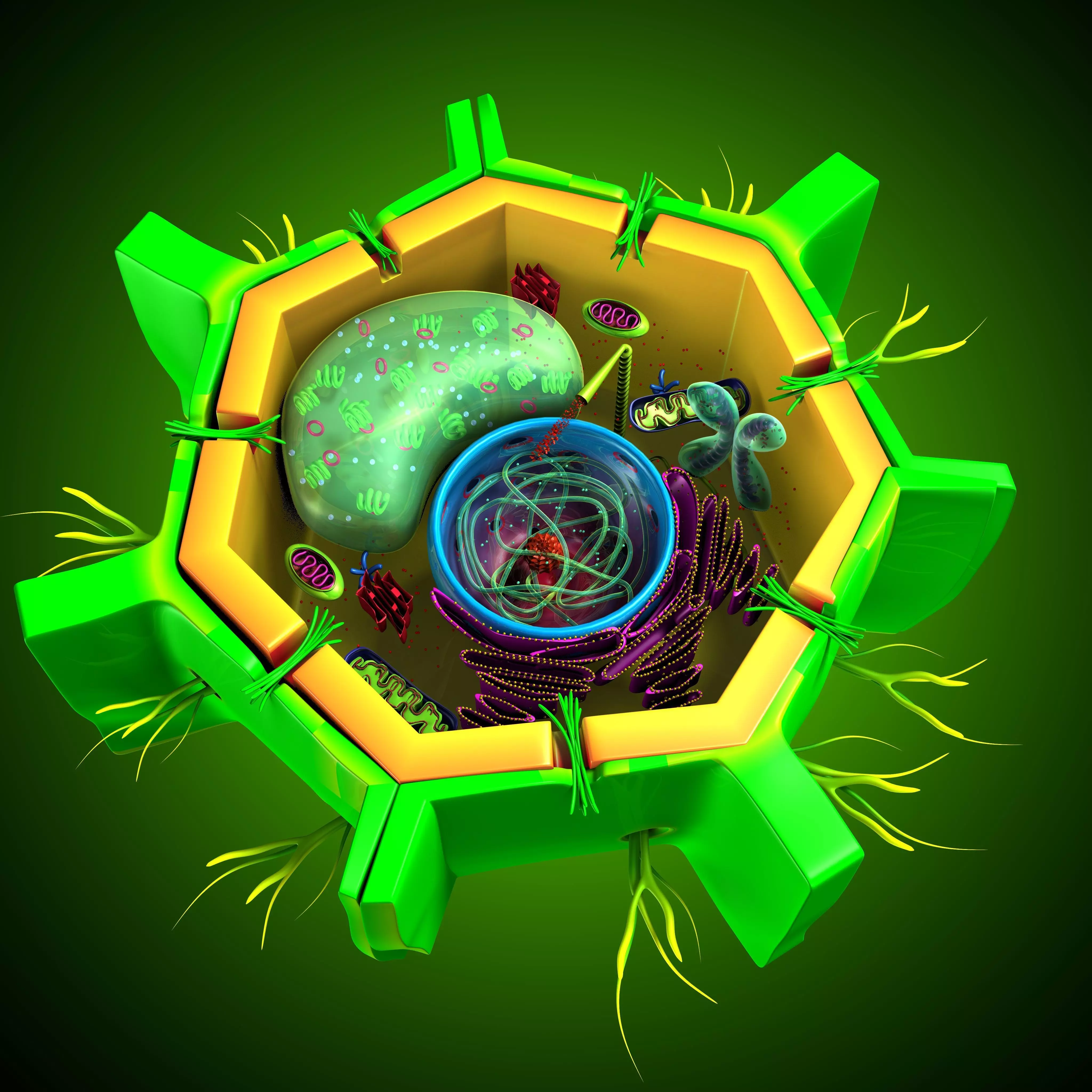 Plant cell structure anatomy 3D model