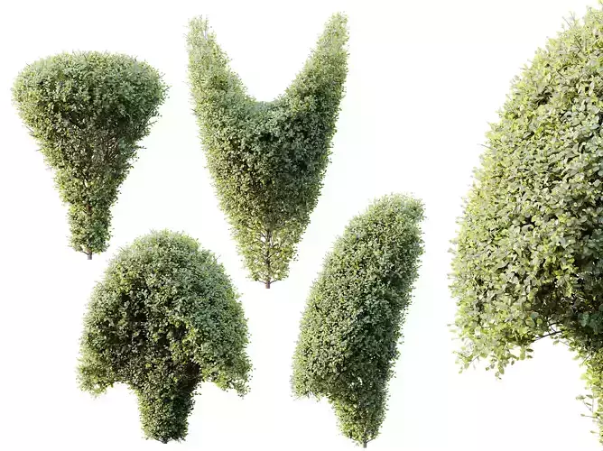 AV Ficus Concinna Bonsai Pruned Version11