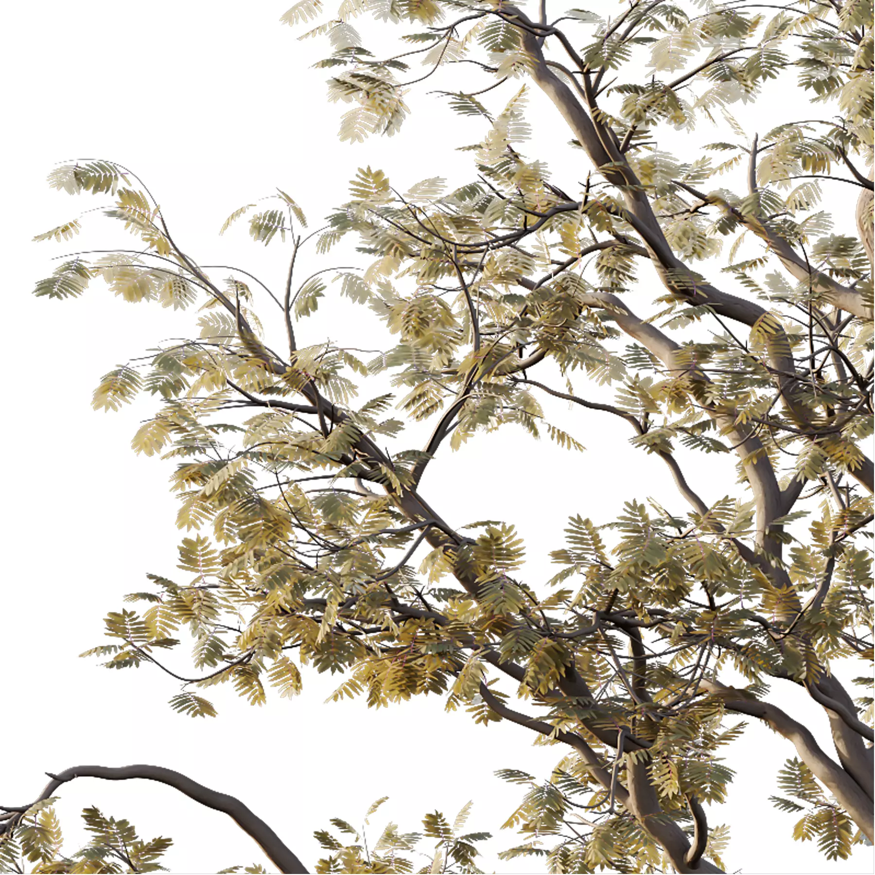 Mountain Ash Tree 16 3D model_2