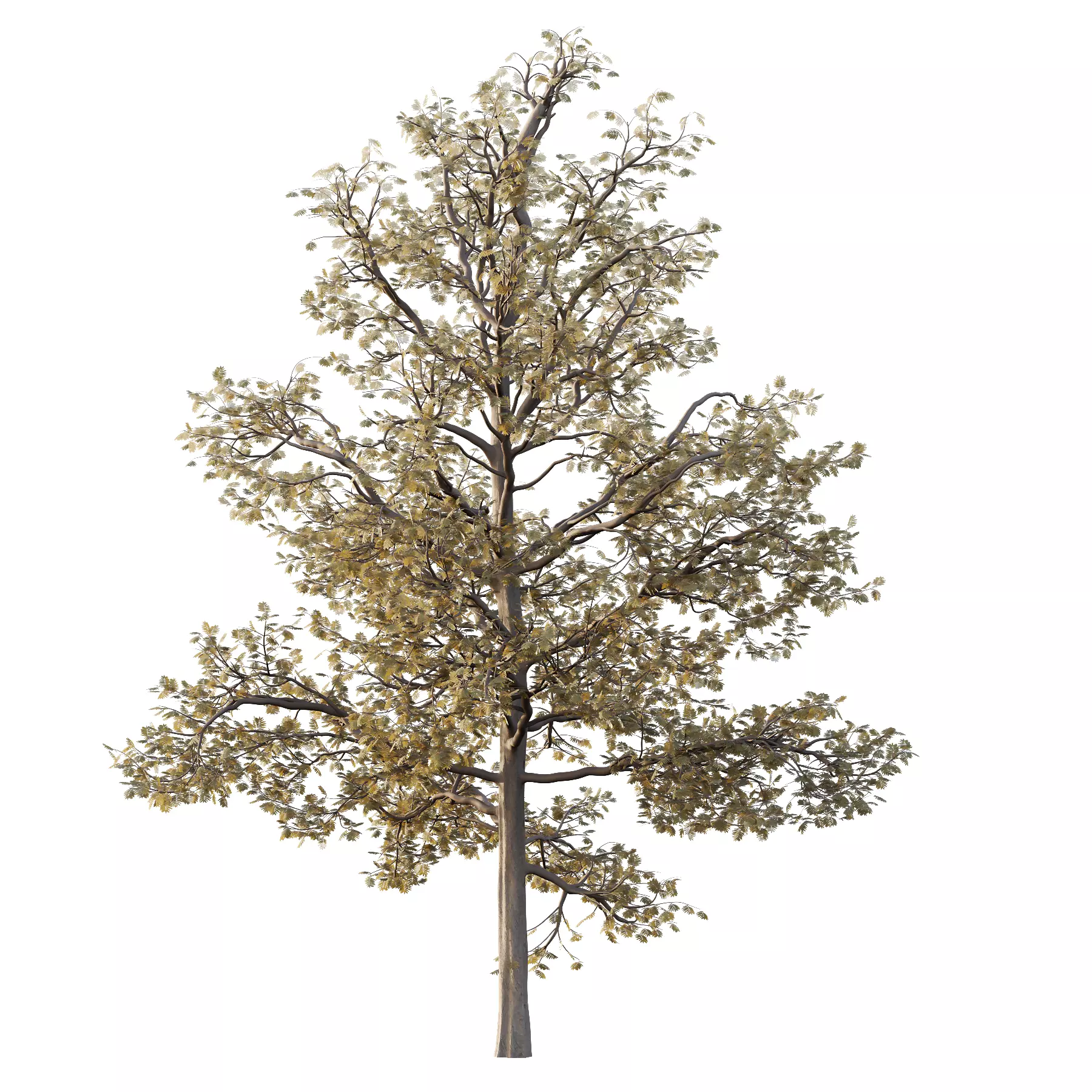 Mountain Ash Tree 16 3D model_3