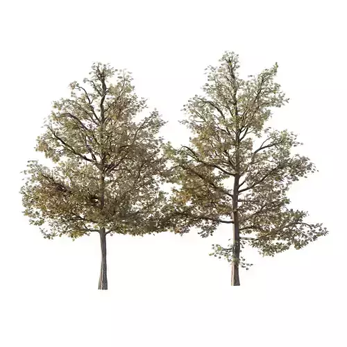 Mountain Ash Tree 16