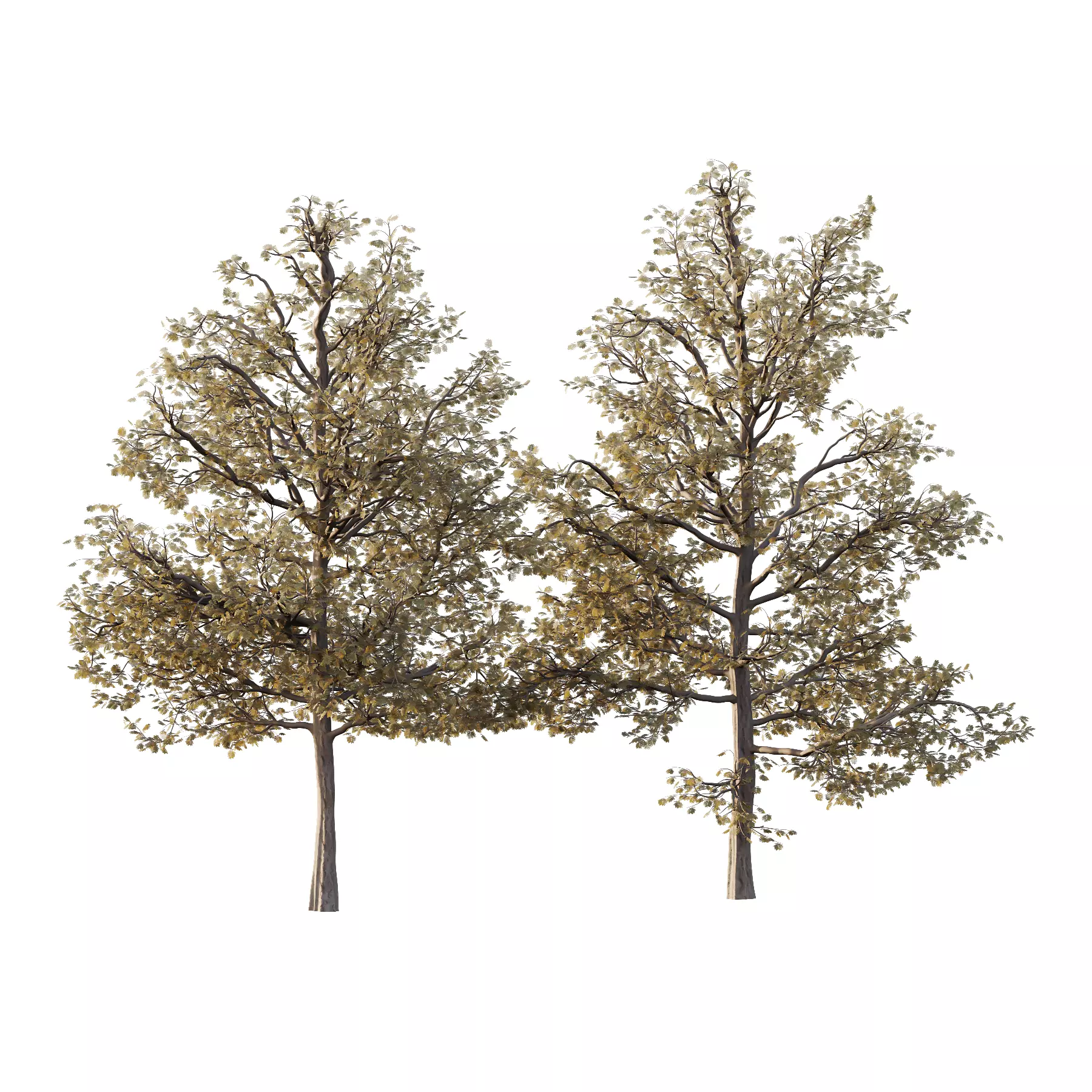 Mountain Ash Tree 16 3D model_0