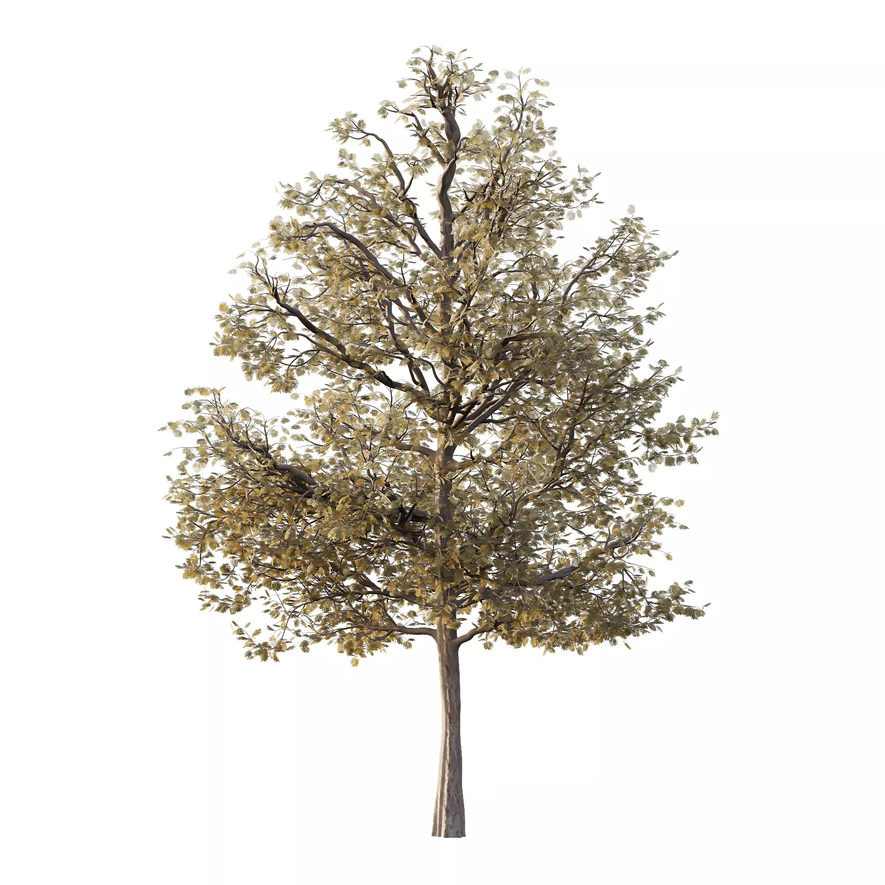 Mountain Ash Tree 16 3D model_1