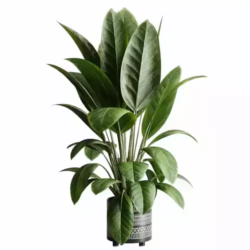  Ficus elastica indoor plant 525