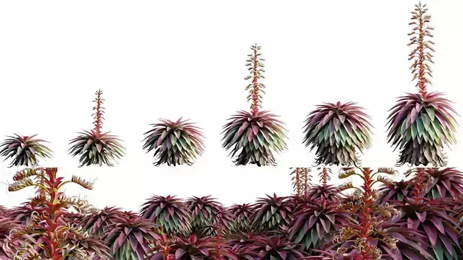 Alcantarea imperialis - Giant Bromeliad - Imperial Bromeliad 03 3D model