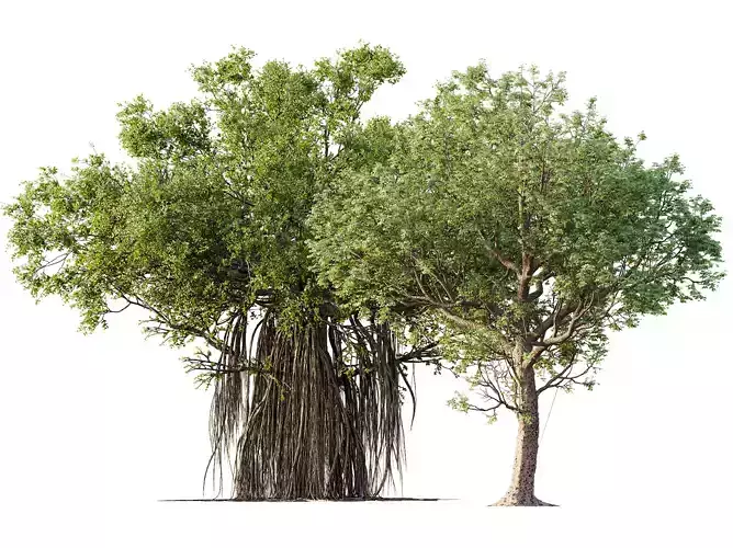 AV Celtis laevigata Sugarberry Hackberry and Banyan Benghalensis