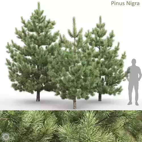 Pinus Nigra 01