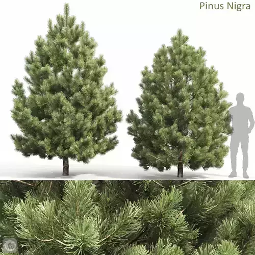 Pinus Nigra 02