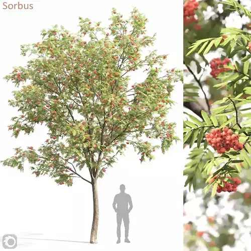 Sorbus 01