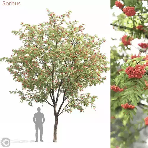 Sorbus 02