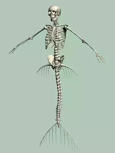 Mermaid skeleton