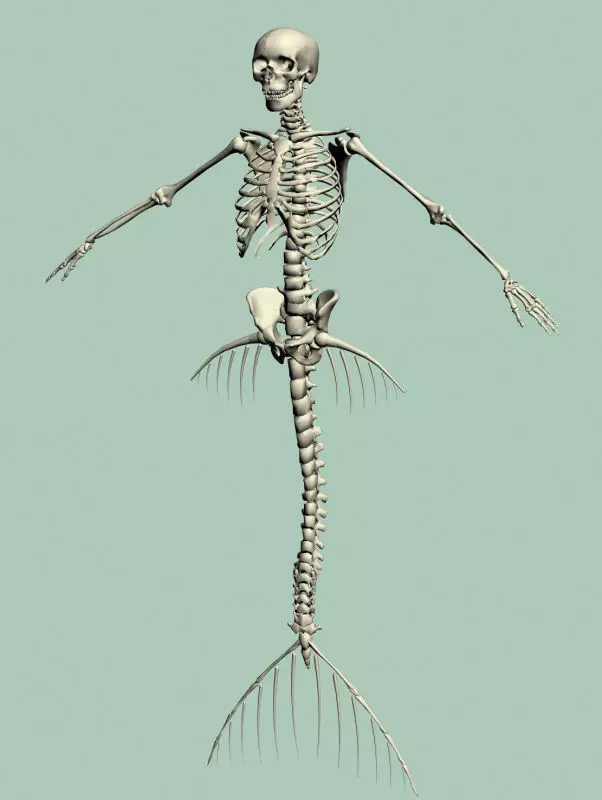 Mermaid skeleton 3D model