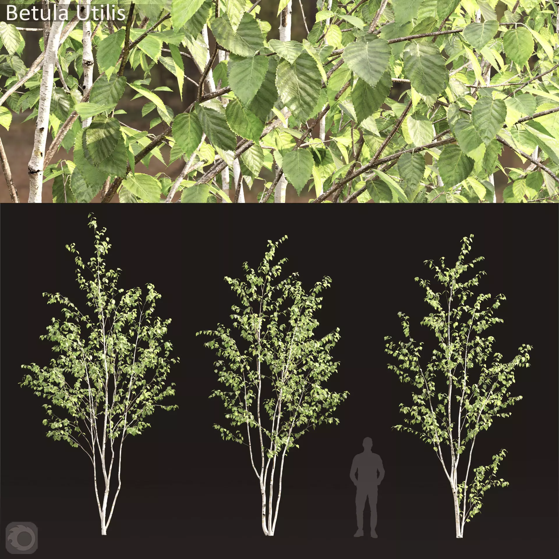 Betula utilis 01 3D model