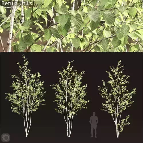 Betula utilis 01