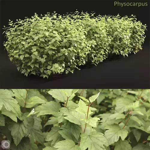 Physocarpus 04