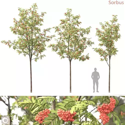 Sorbus 03