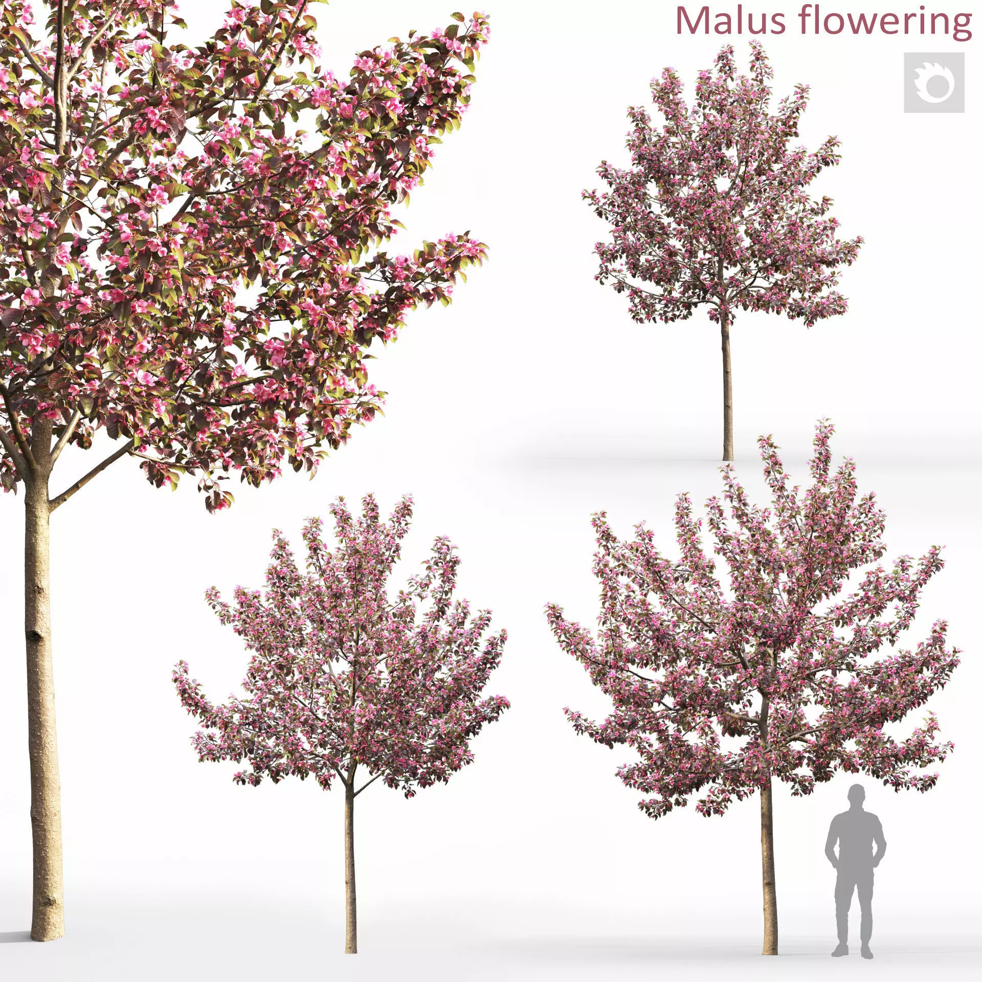 Malus flowering 09 3D model