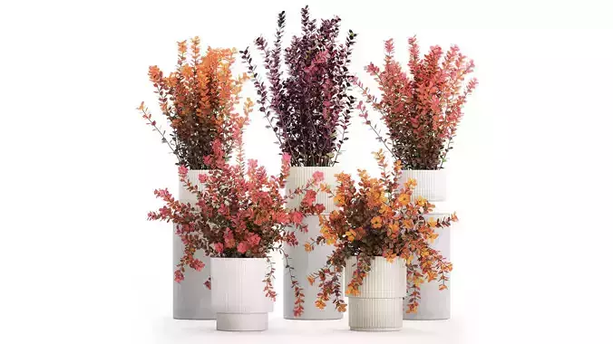 Collection plants garden landscape design Barberry pots 1490