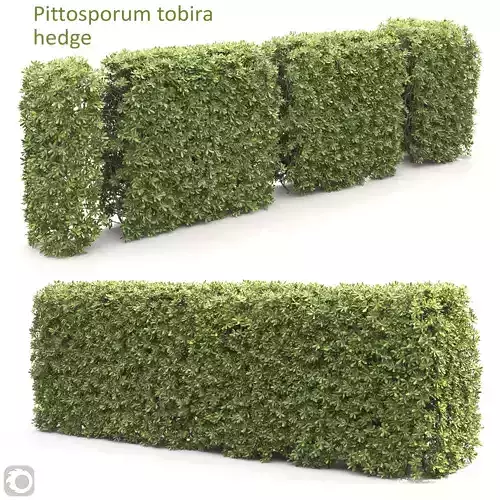 Pittosporum tobira hedge 02