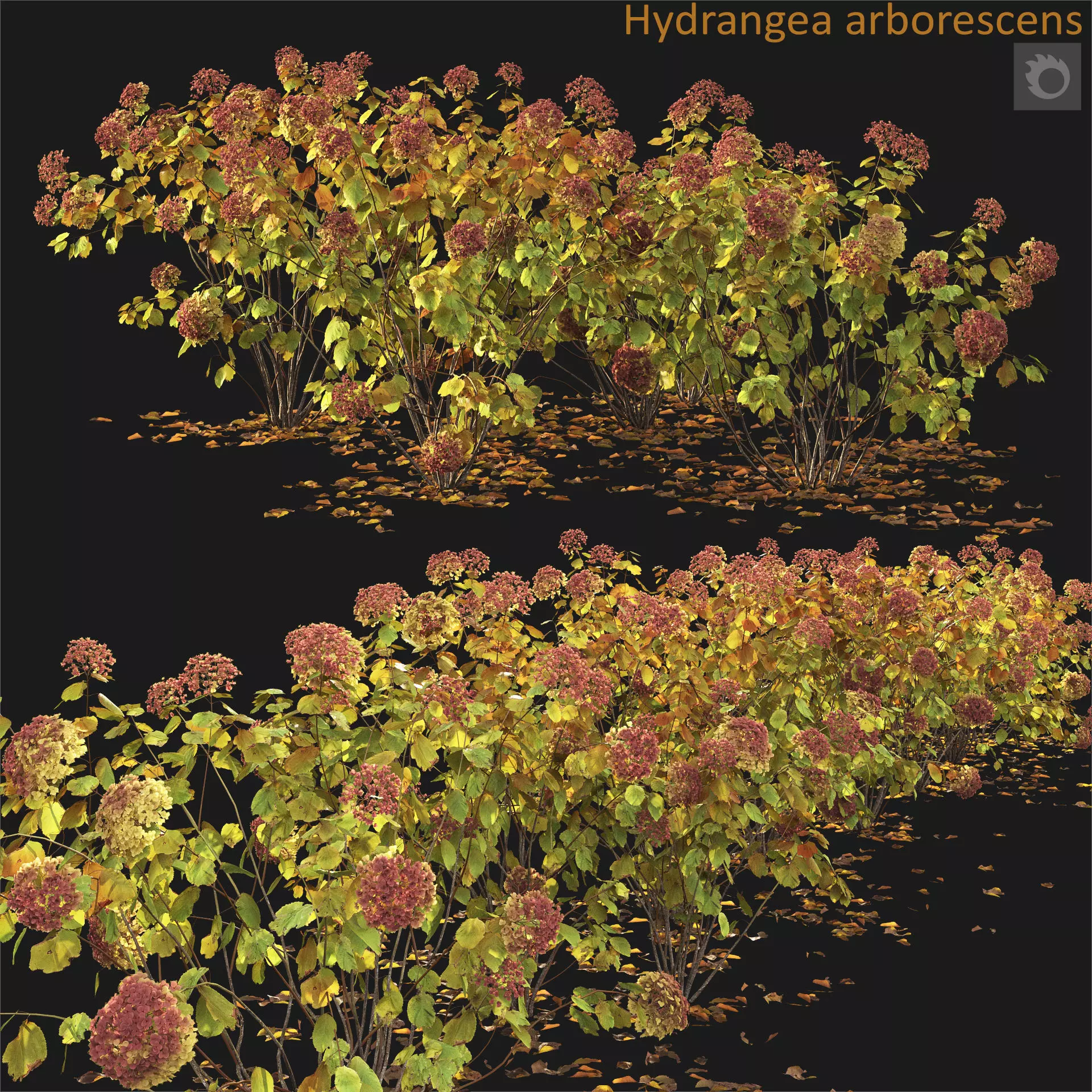 Hydrangea arborescens 03 autumn 3D model_0