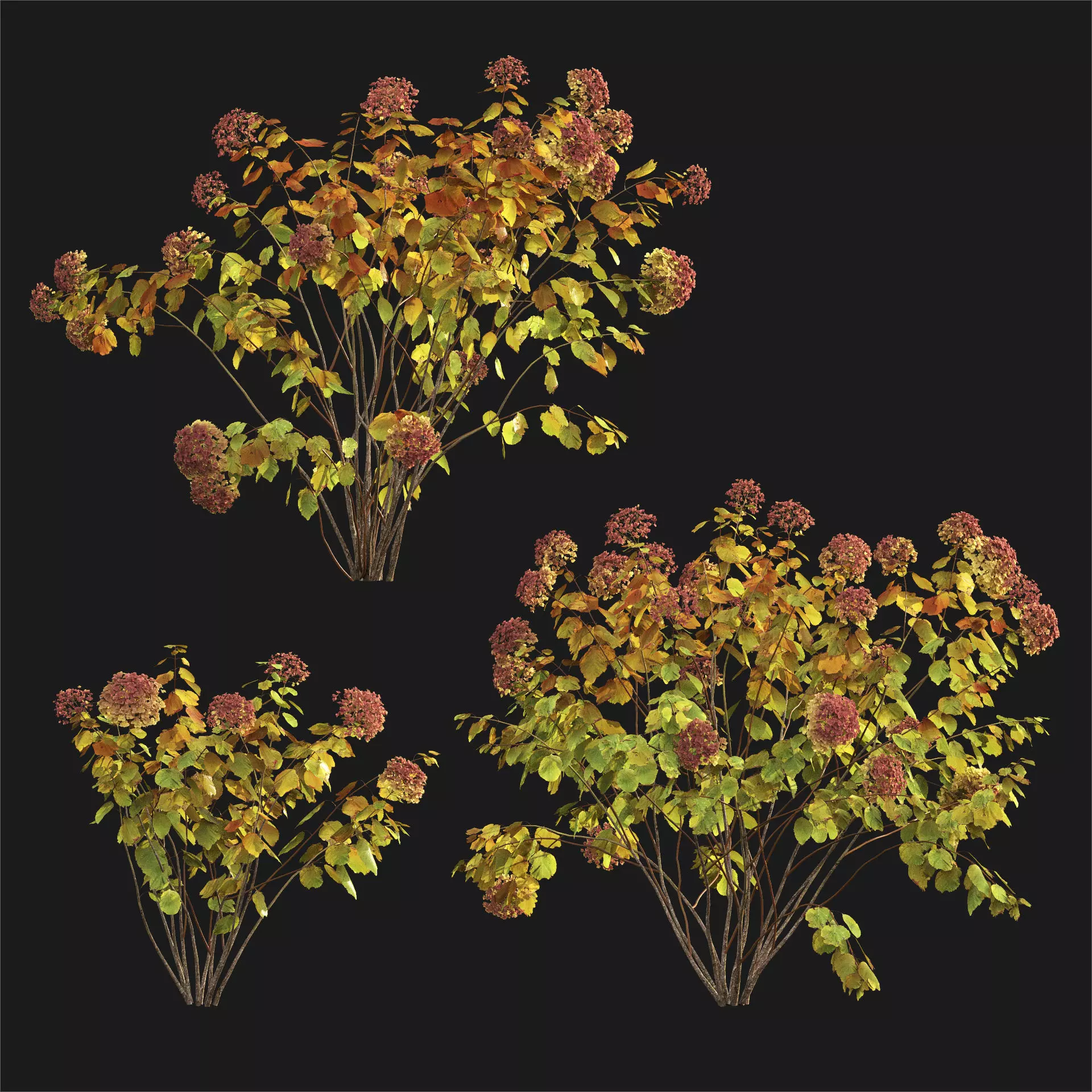 Hydrangea arborescens 03 autumn 3D model_3