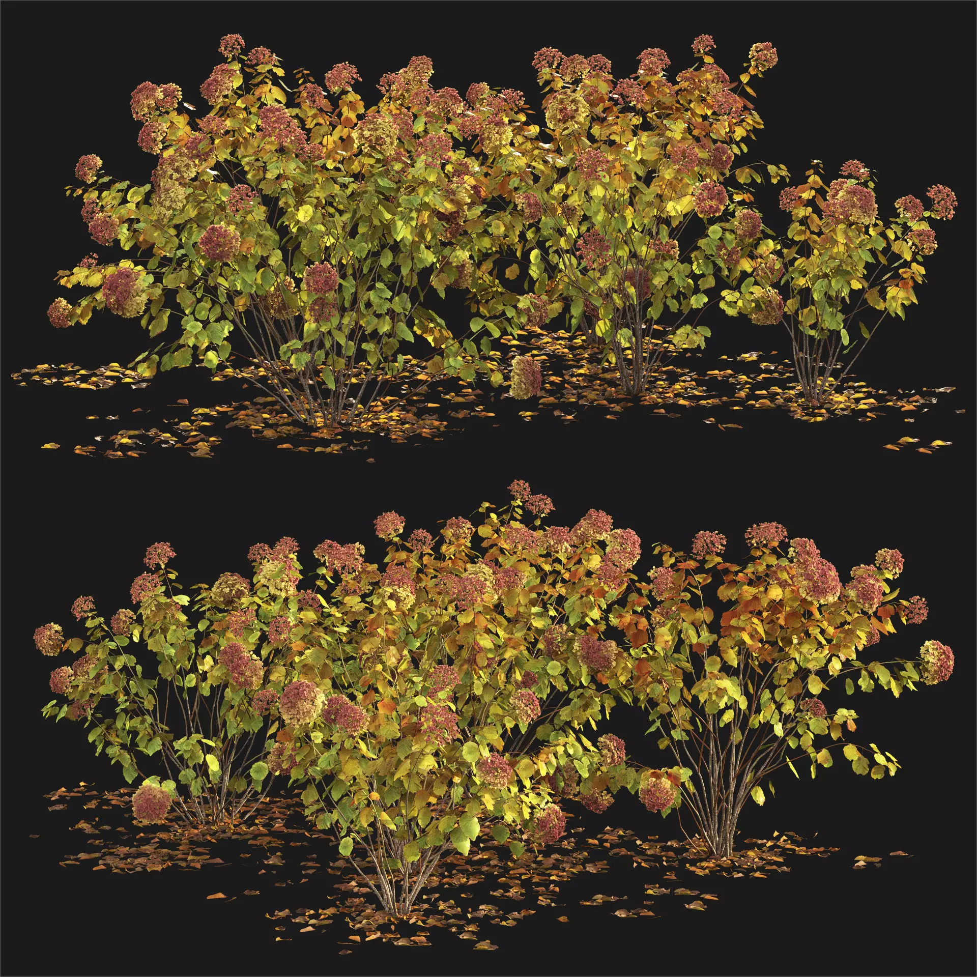 Hydrangea arborescens 03 autumn 3D model_1