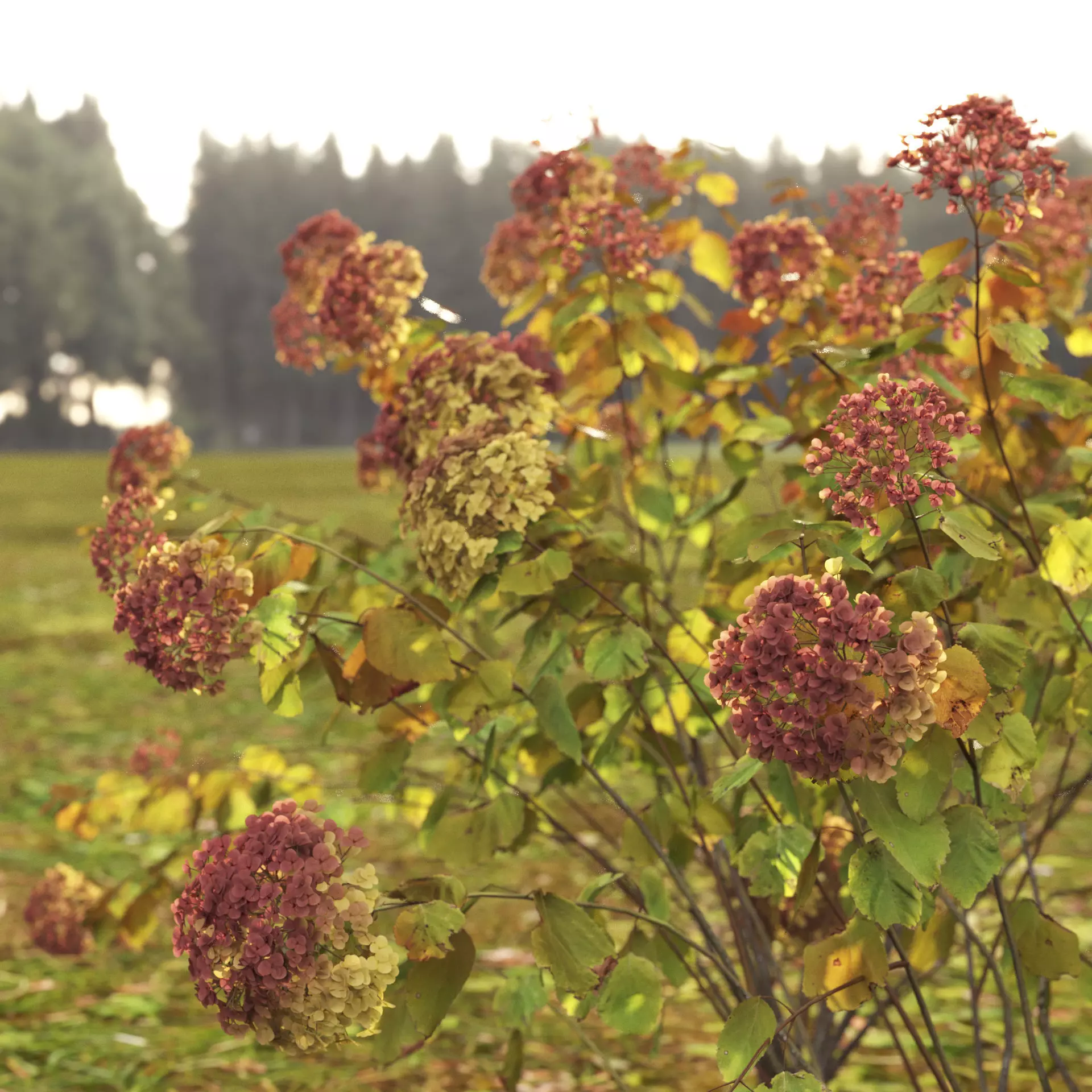 Hydrangea arborescens 03 autumn 3D model_6
