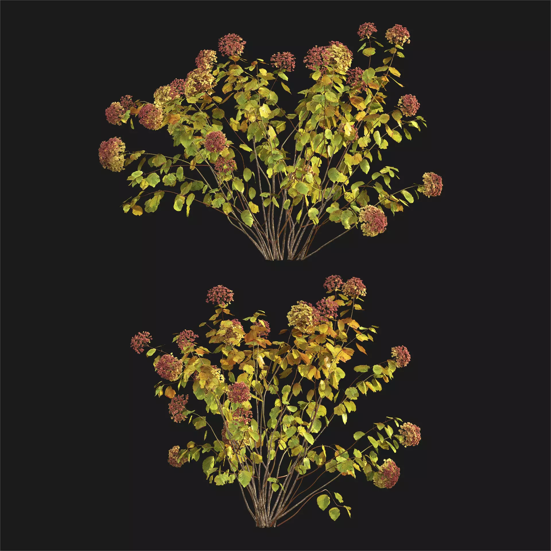 Hydrangea arborescens 03 autumn 3D model_2