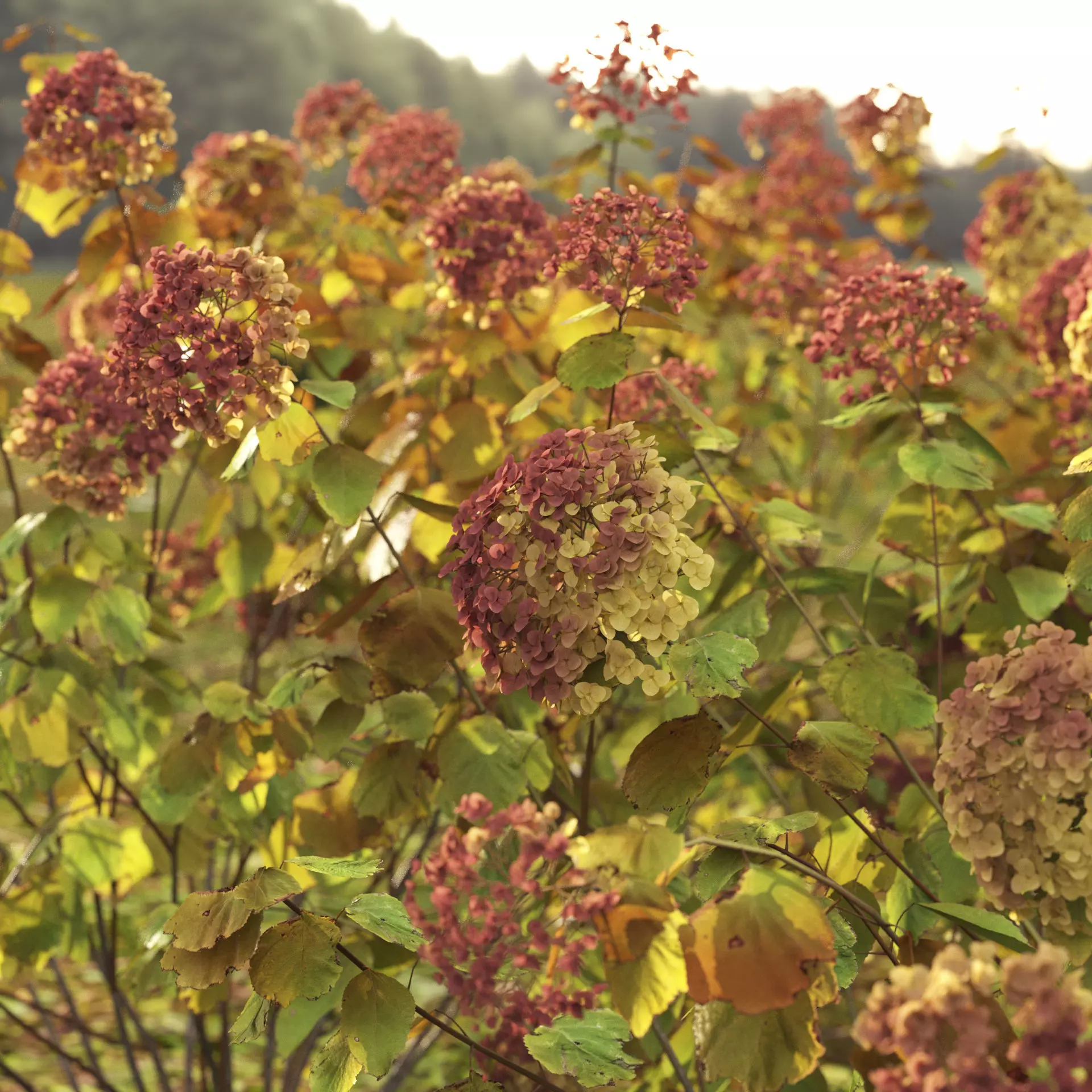 Hydrangea arborescens 03 autumn 3D model_5