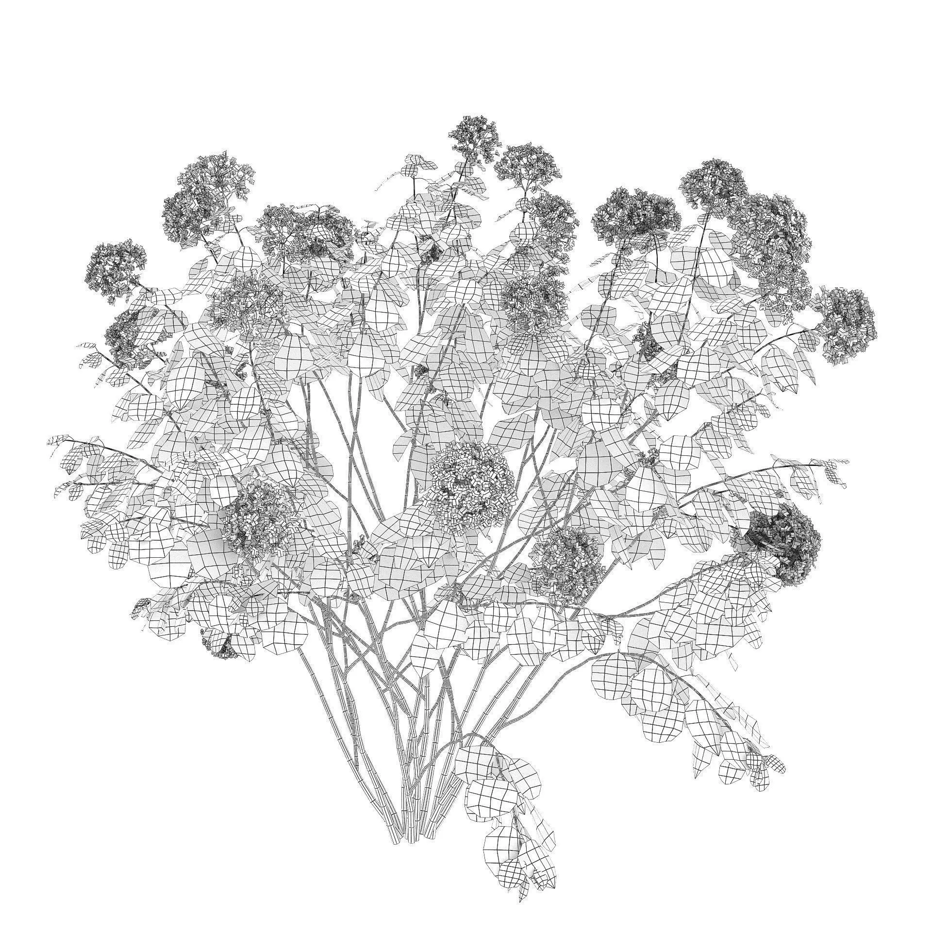 Hydrangea arborescens 03 autumn 3D model_4