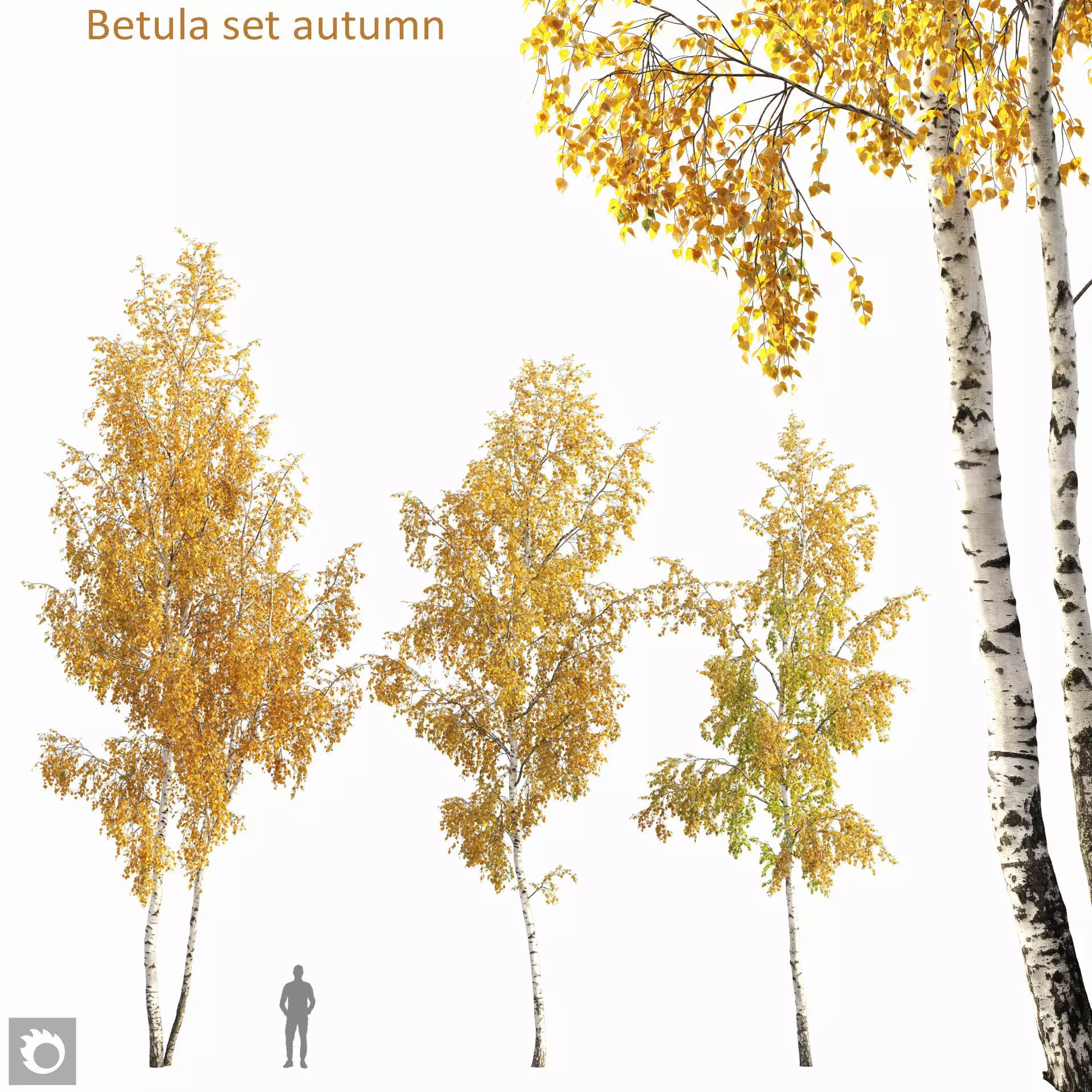 Betula set autumn 3D model