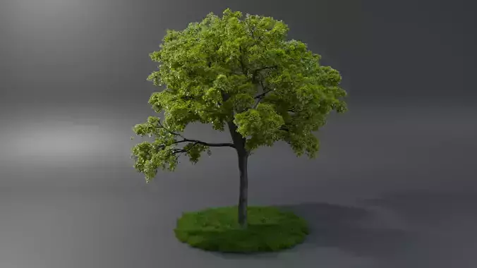 Realistic style of grass and trees 3D model