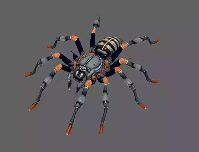Spider