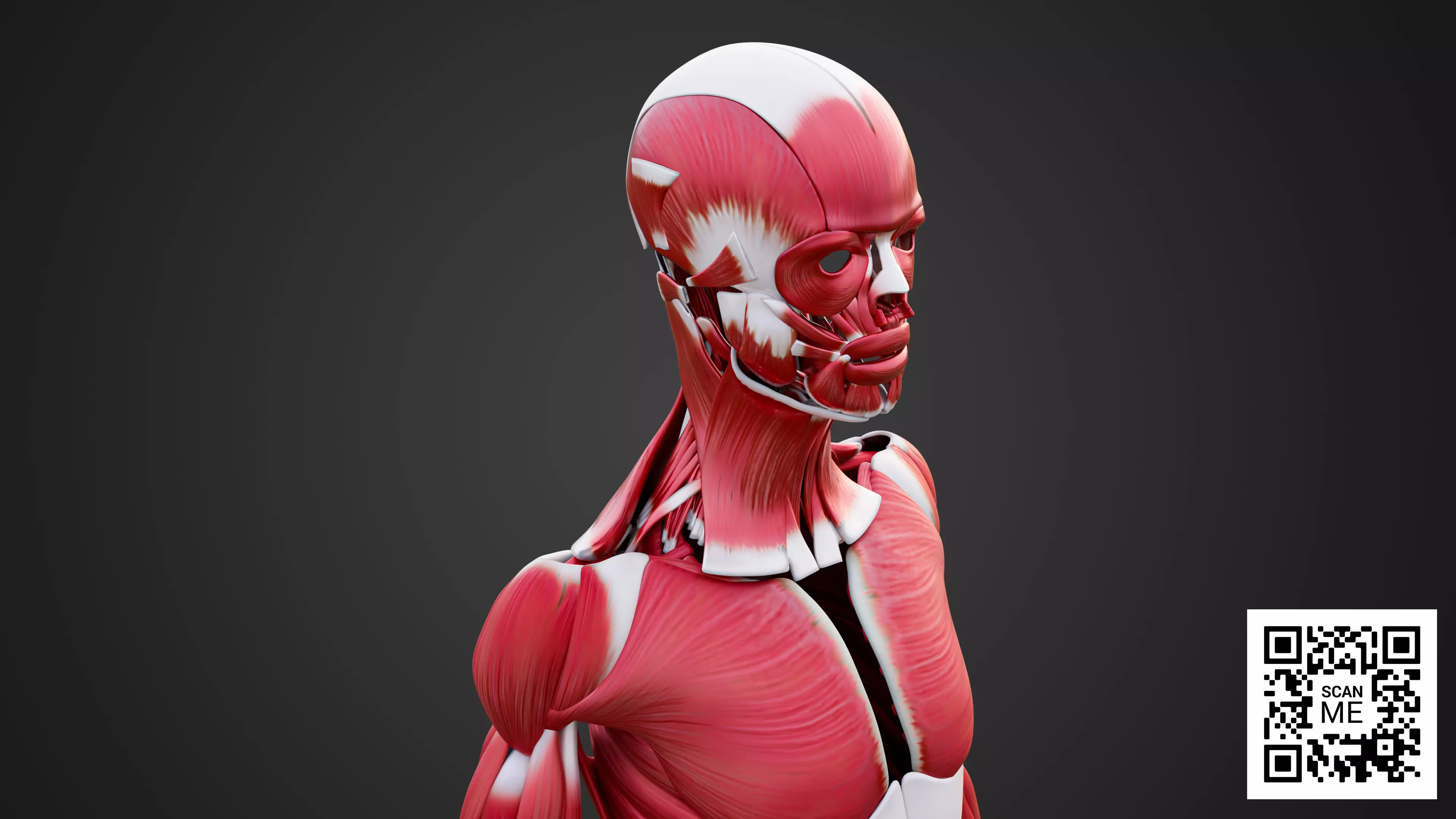Human Muscular System 3D Model Realistic Anatomy Low-poly 3D model_6