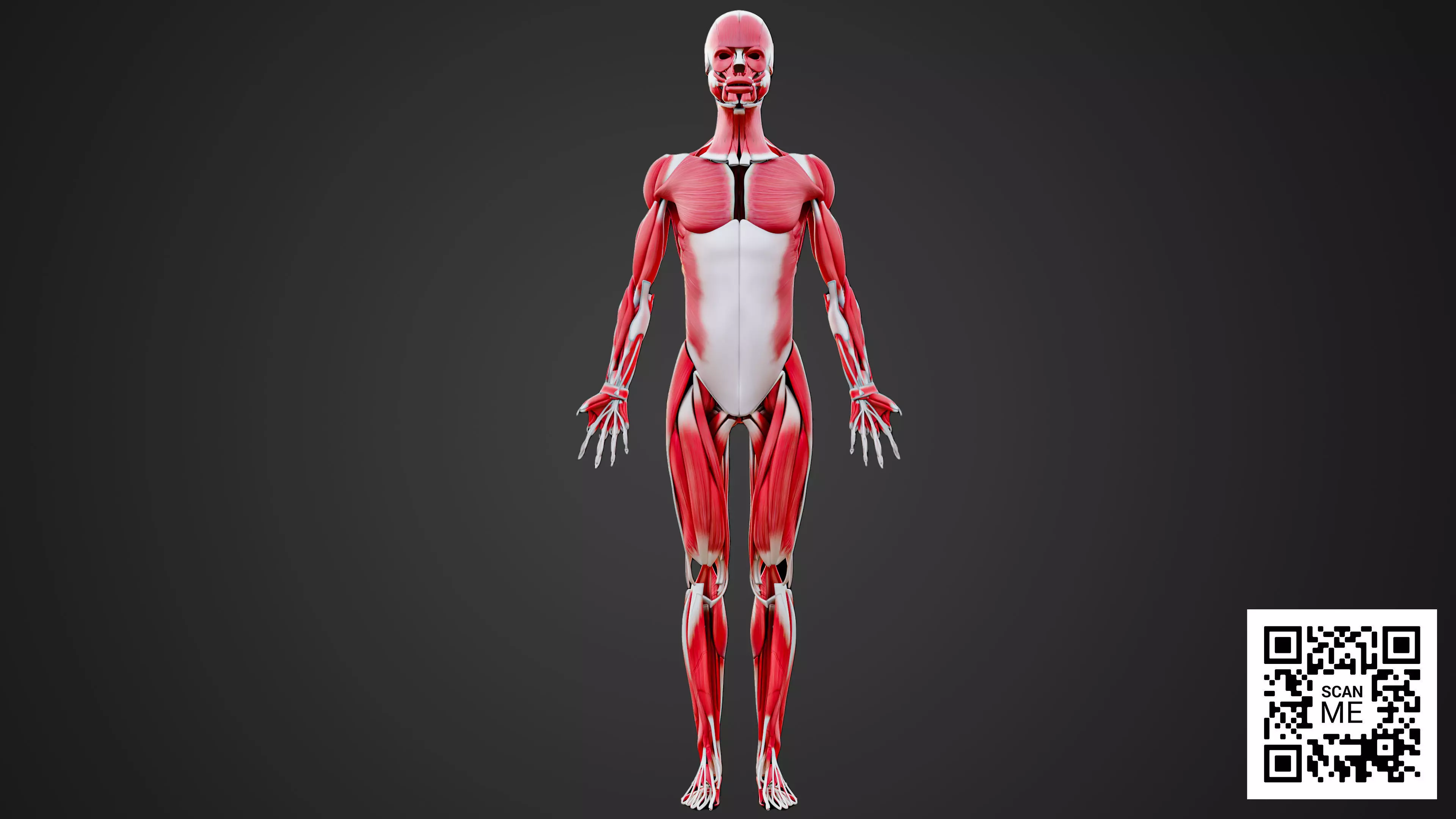 Human Muscular System 3D Model Realistic Anatomy Low-poly 3D model_1