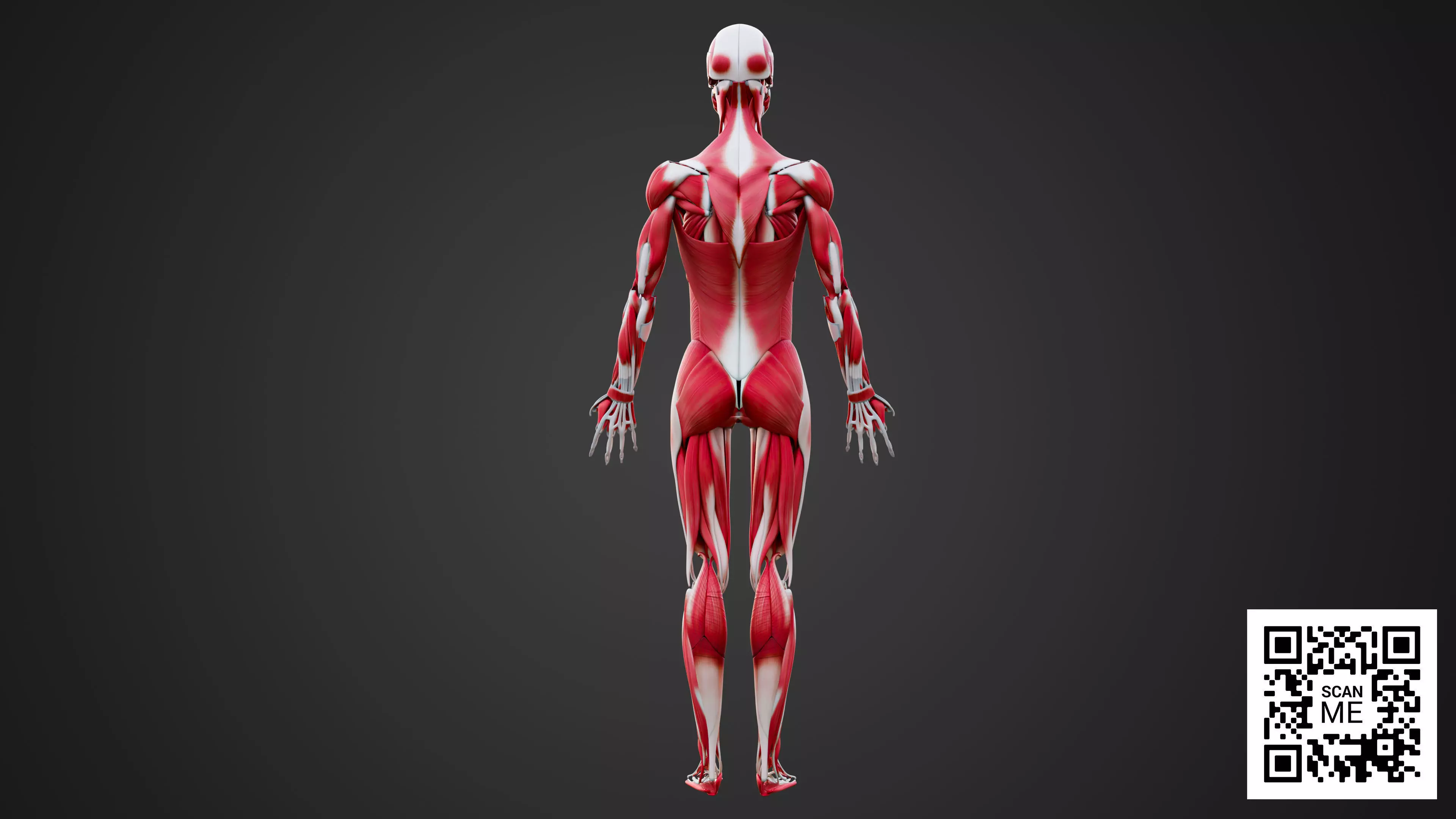Human Muscular System 3D Model Realistic Anatomy Low-poly 3D model_4